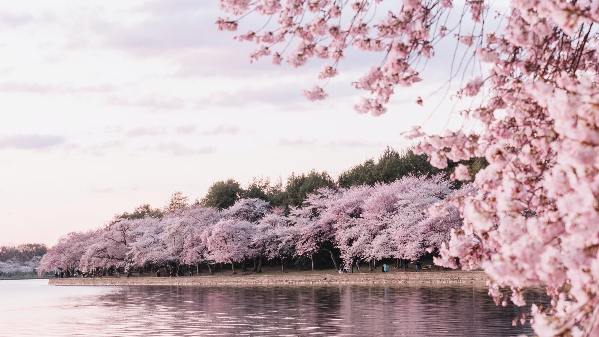 line of cherry blossom trees beside a lake