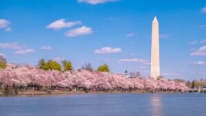 national monument with line of cherry blossoms beside a lake