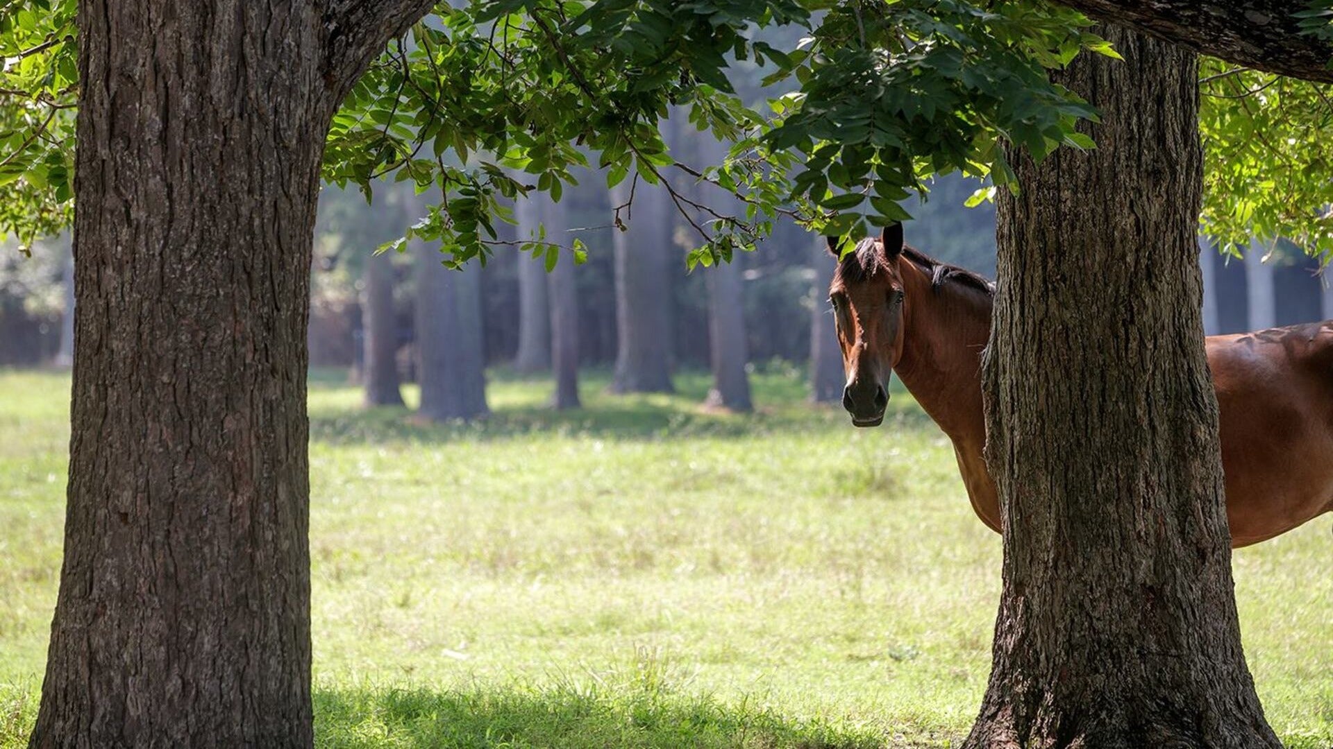 horse peeking behind trees