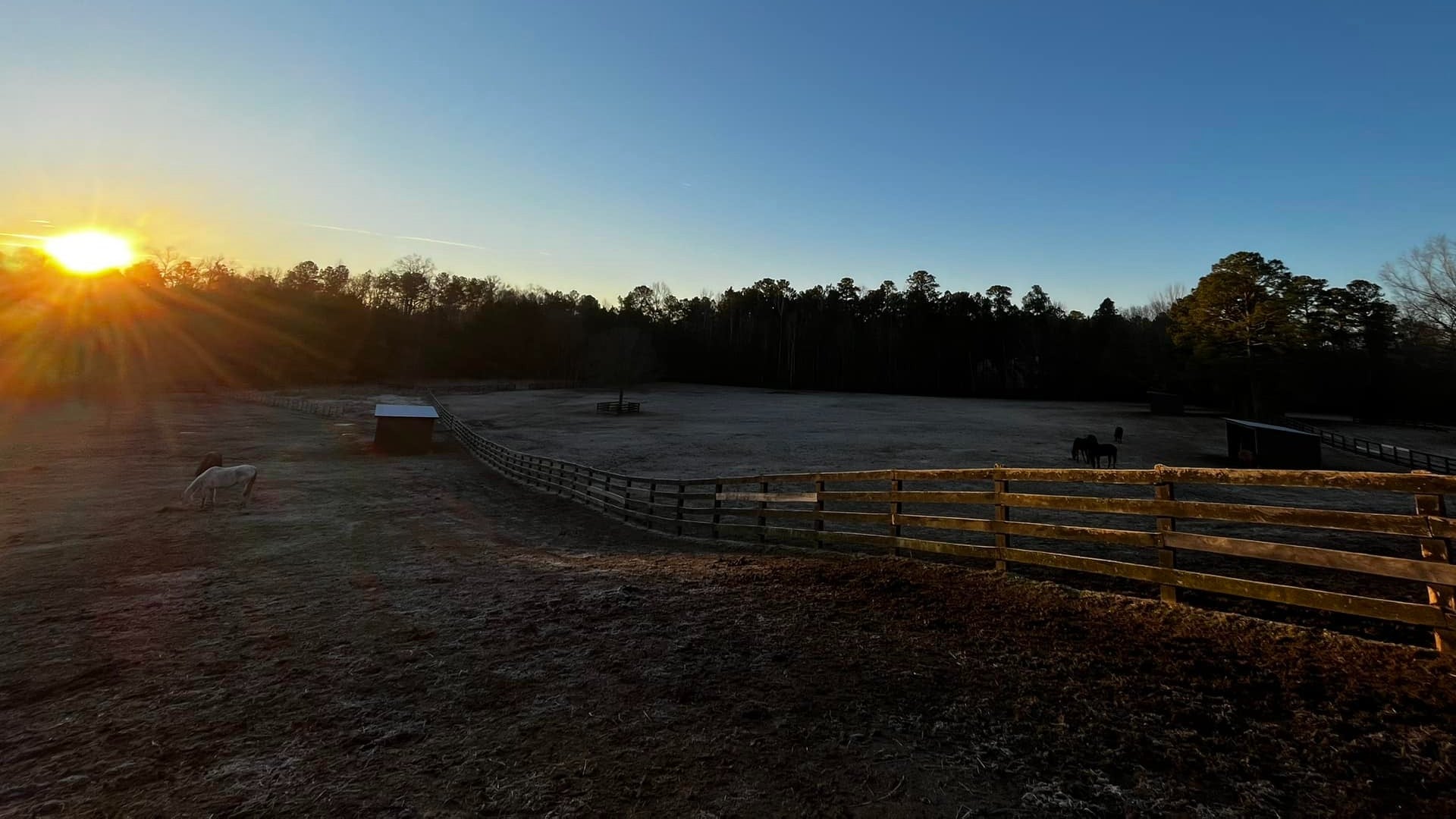 stable with horses and fence, trees at the back