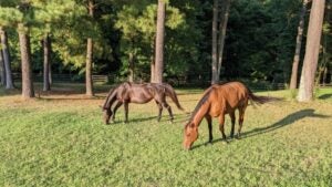 horses feeding on grass with trees at the back