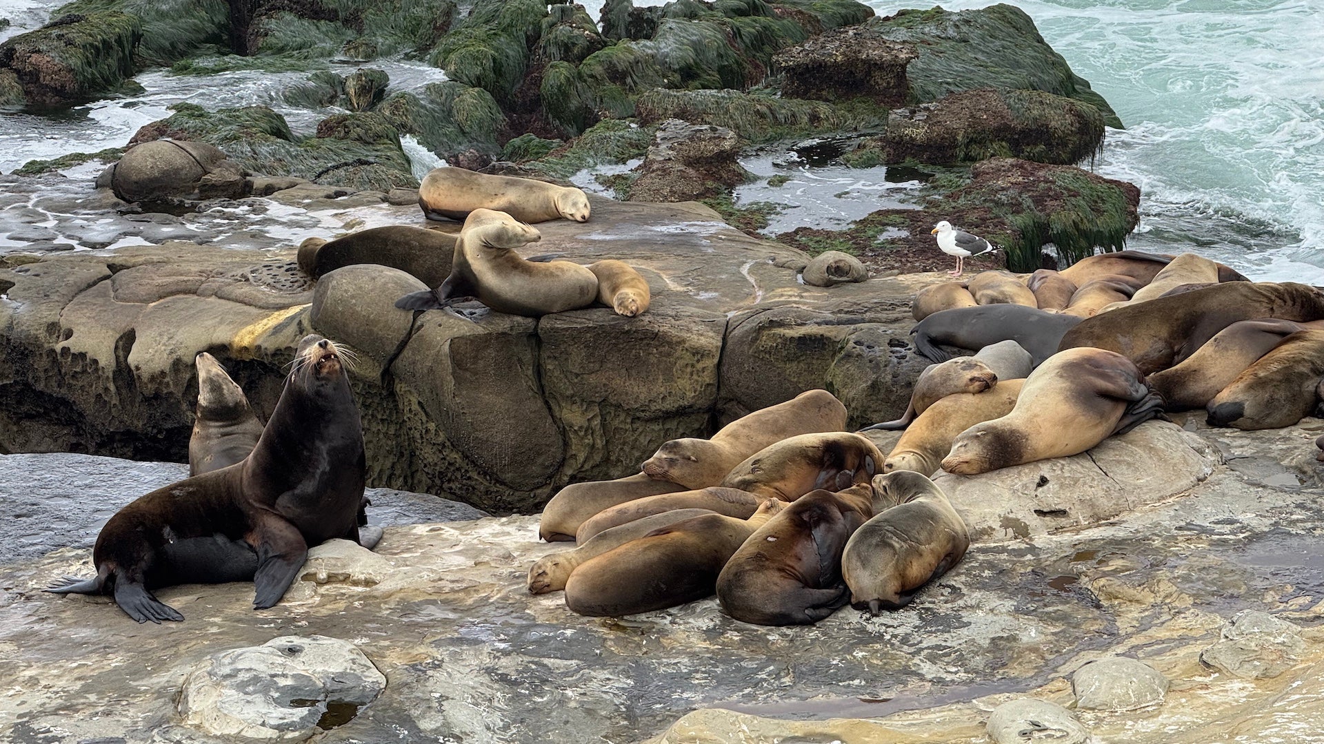 Sealions on rocks near the shore in La Jolla