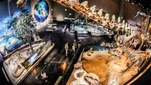 people in a museum observing a dinosaur skeleton with other fossil exhibits around them