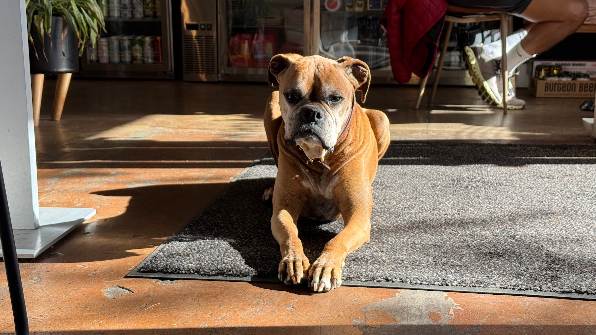 a dog laying on the floor of a wine bar in san diego