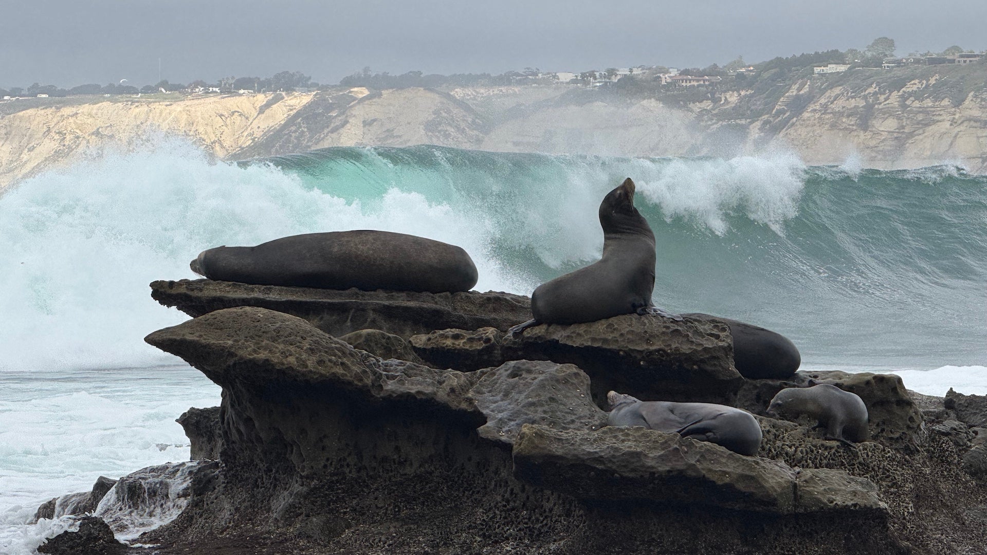 Sea lions on a rock with ocean waves coming in behind them