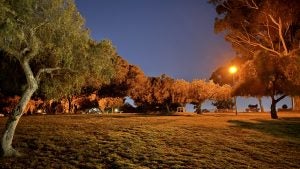 Park with trees and a lamp post at night