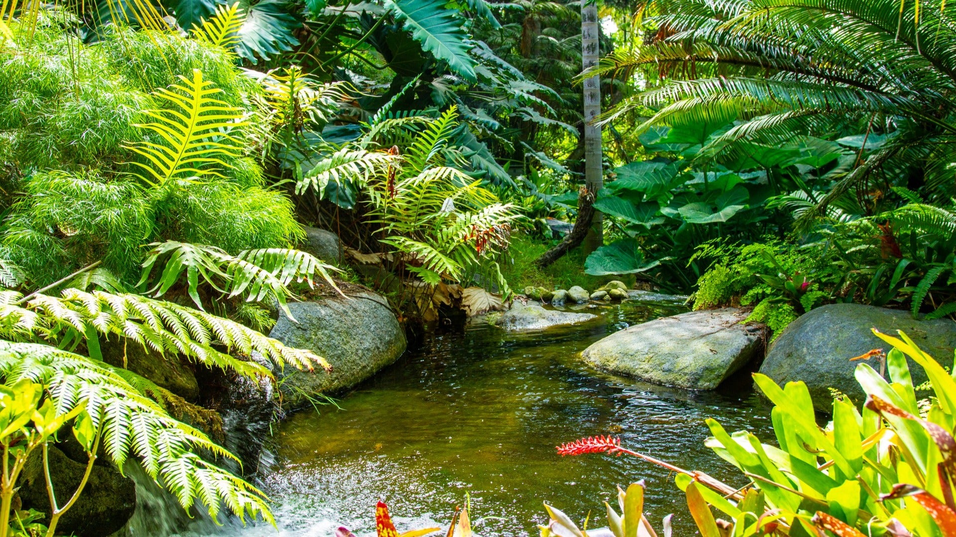 small river flowing with plants surrounding it