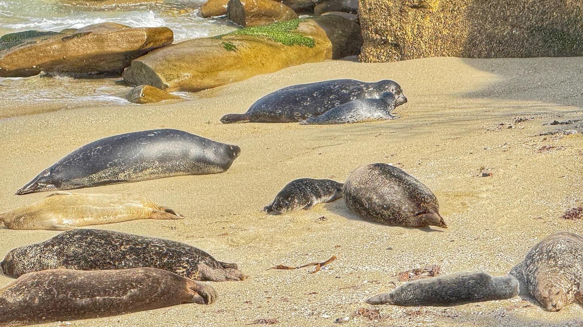 seals on the shore