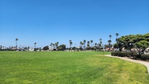 a wide field with trees