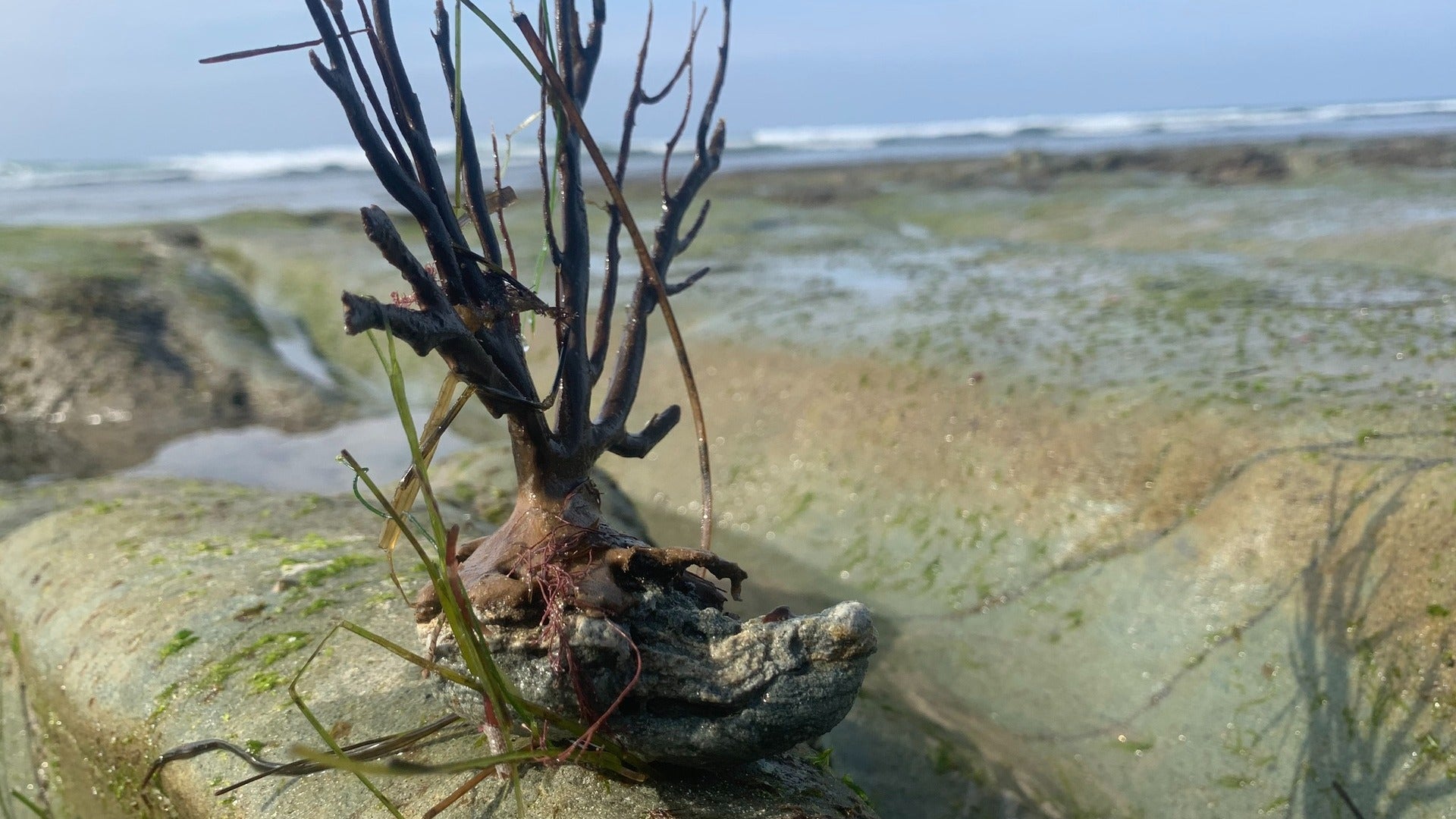 Gorgonian Skeleton/Sea Fan along tide pools