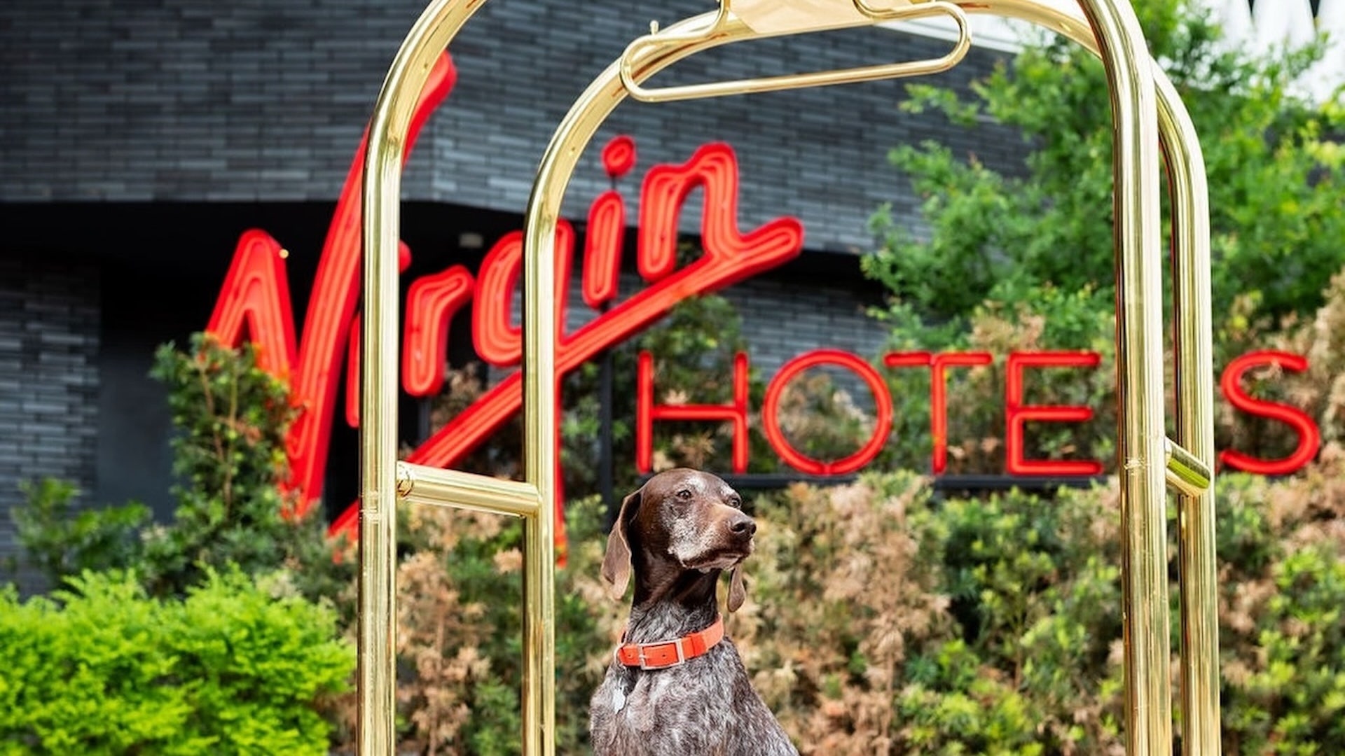 Hotels Pet Friendly Dallas: Ultimate Guide to Dog-Friendly Stays