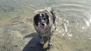 dog in the ocean