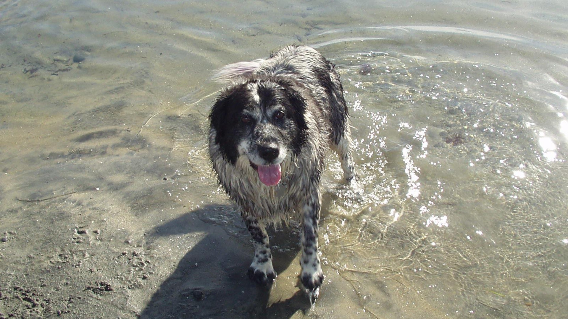 dog in the ocean