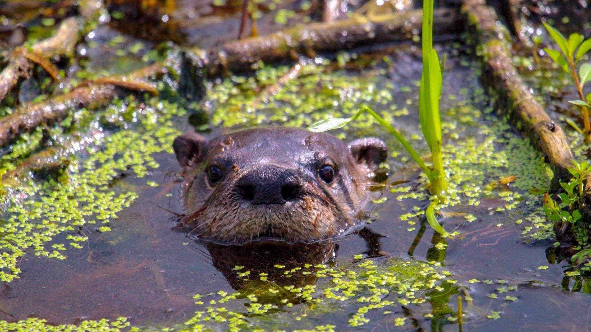 otter in water with plants surrounding it