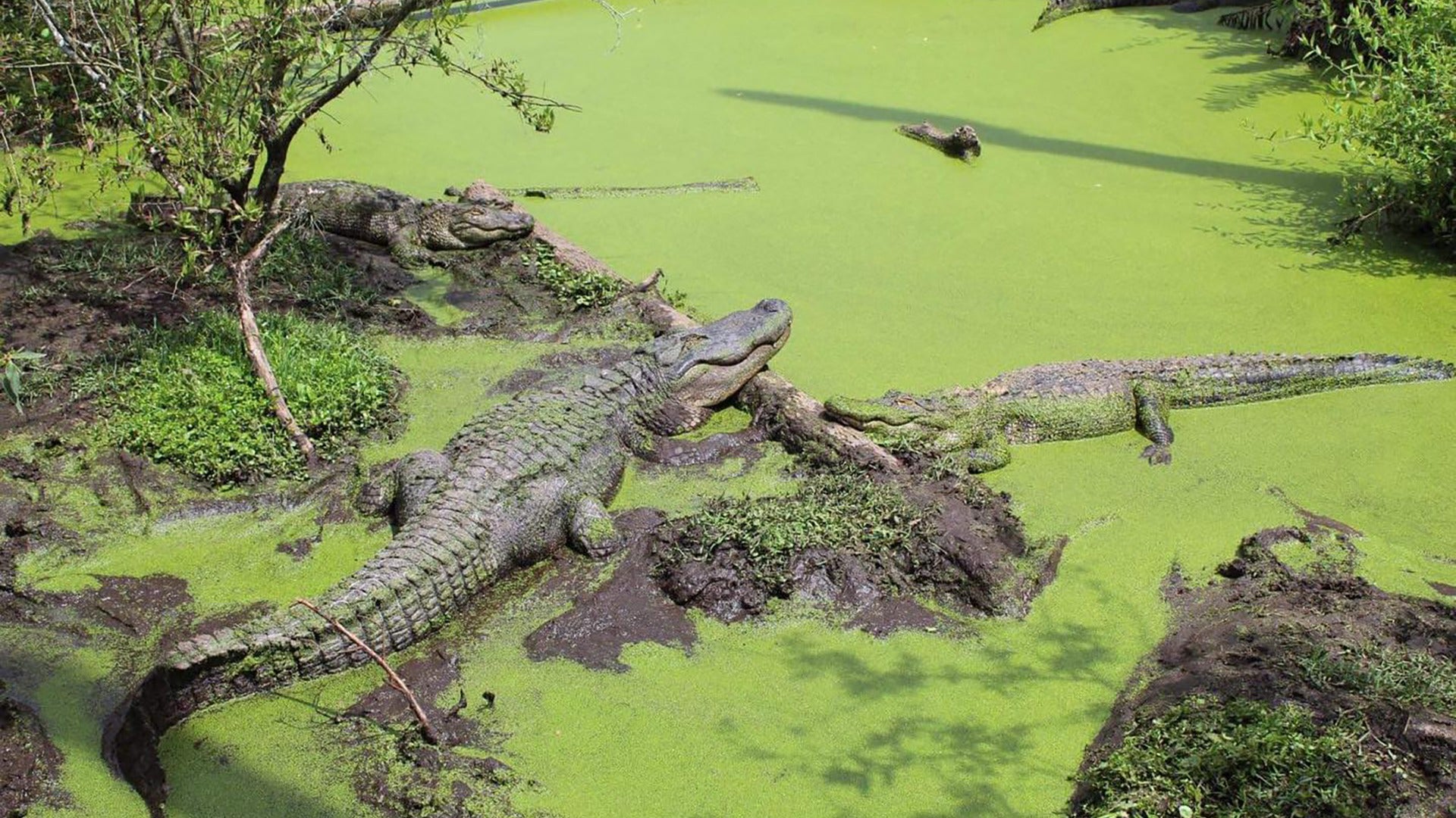 alligators in a swamp