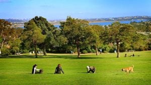 people sitting and dogs playing around a park