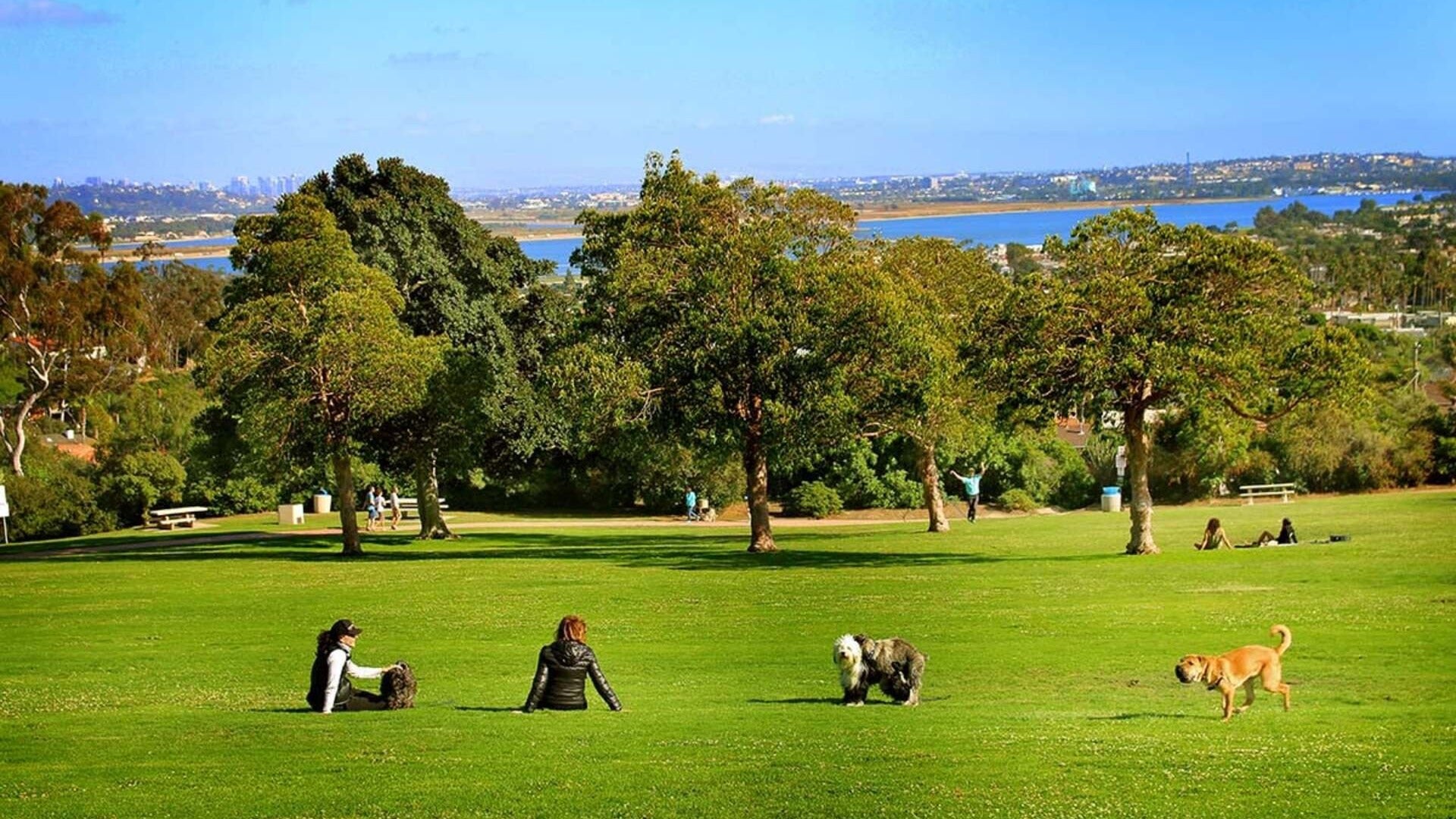 people sitting and dogs playing around a park