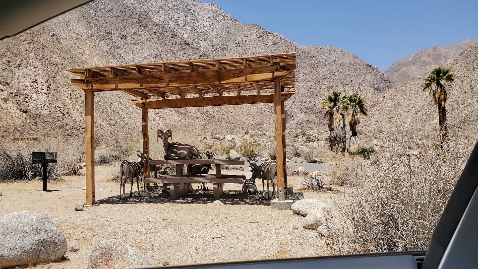 a tent in a desert with goats