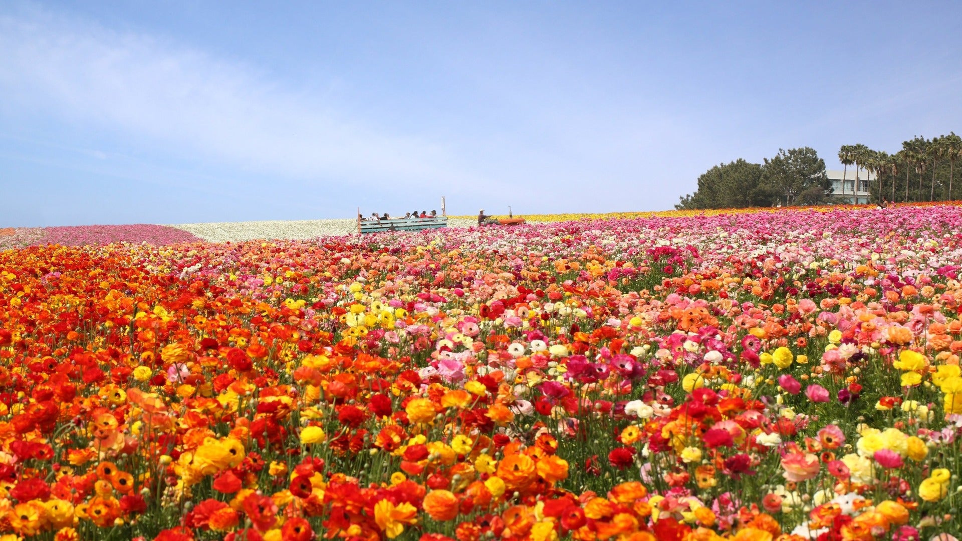 flower field with people sitting and a tractor