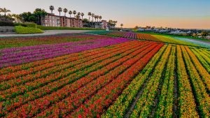 flower fields with hotel in the back