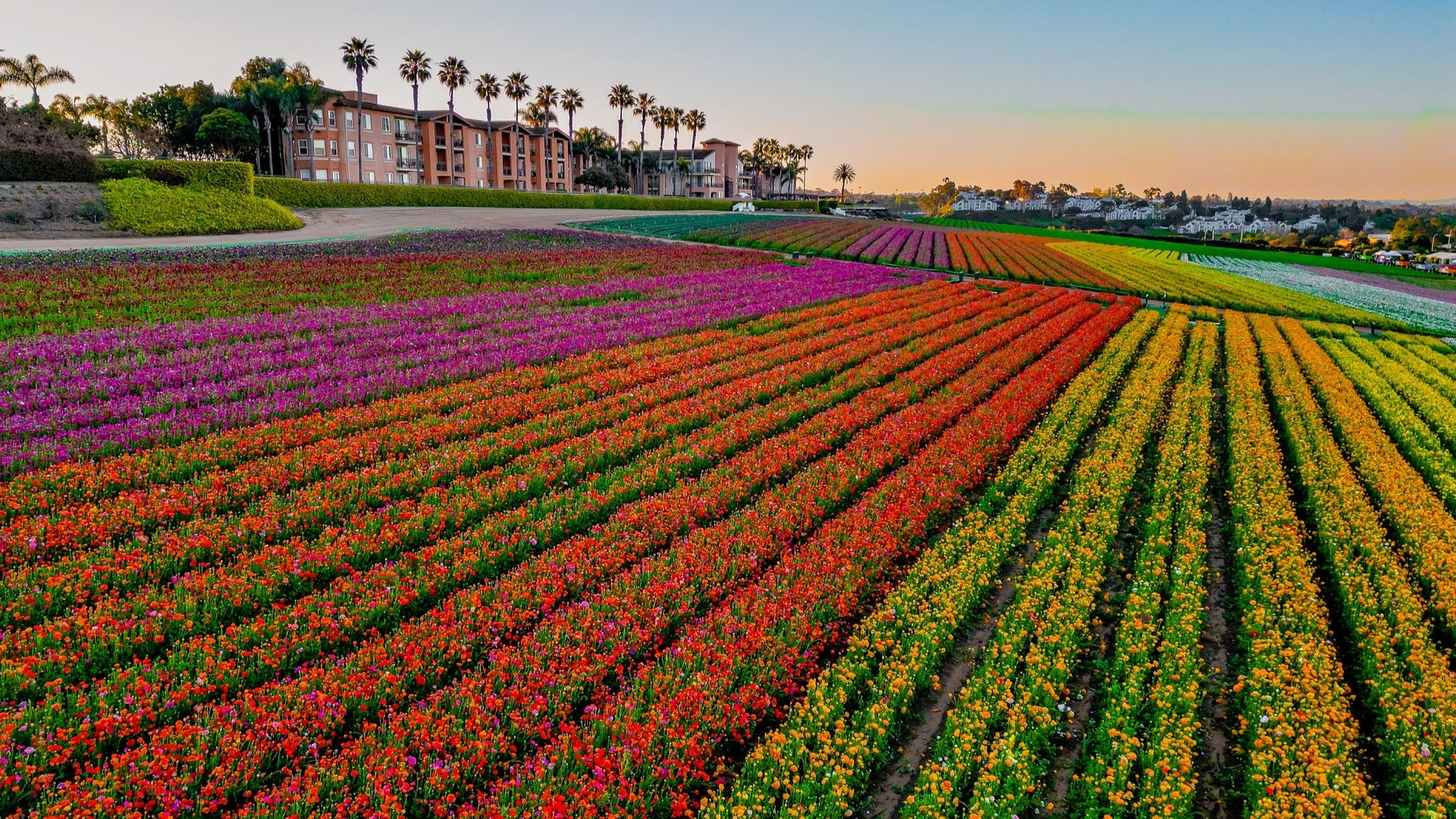 flower fields with hotel in the back