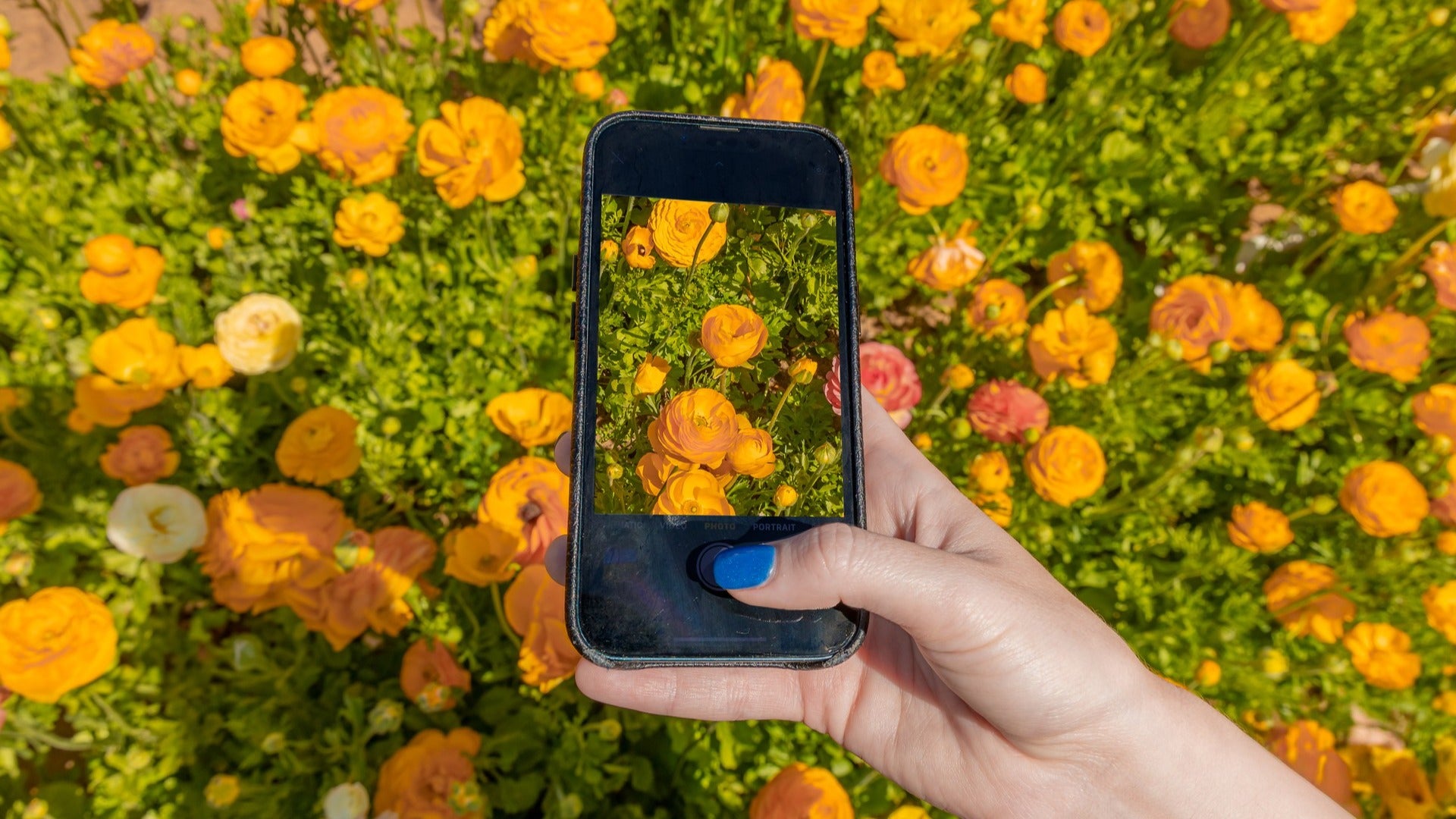 person taking a photo of flowers