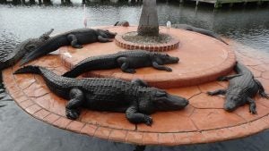 alligators on a concrete island