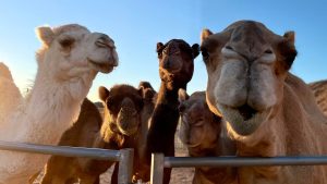 camels inside a closure with desert at the back