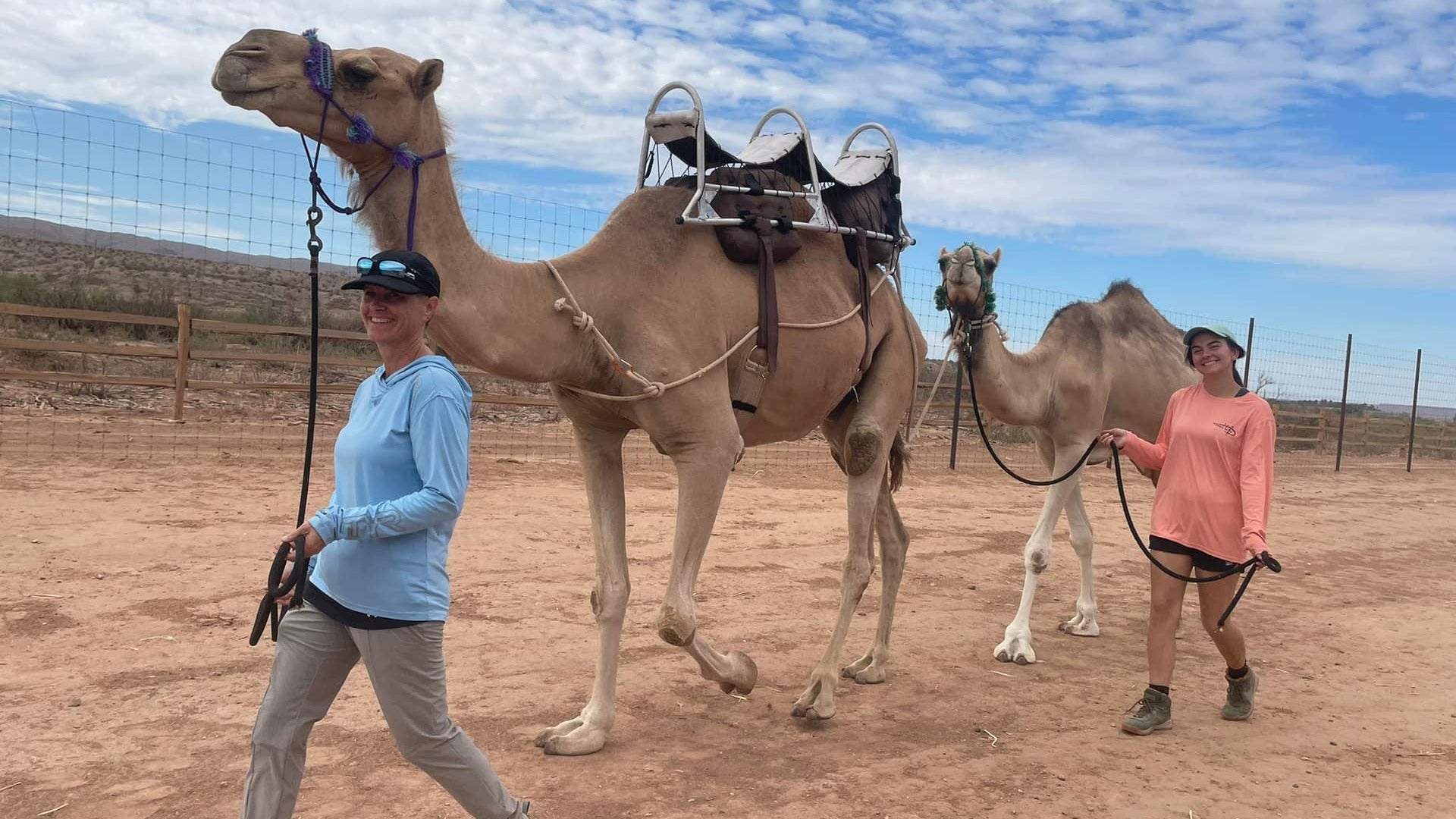 people walking camels in a desert