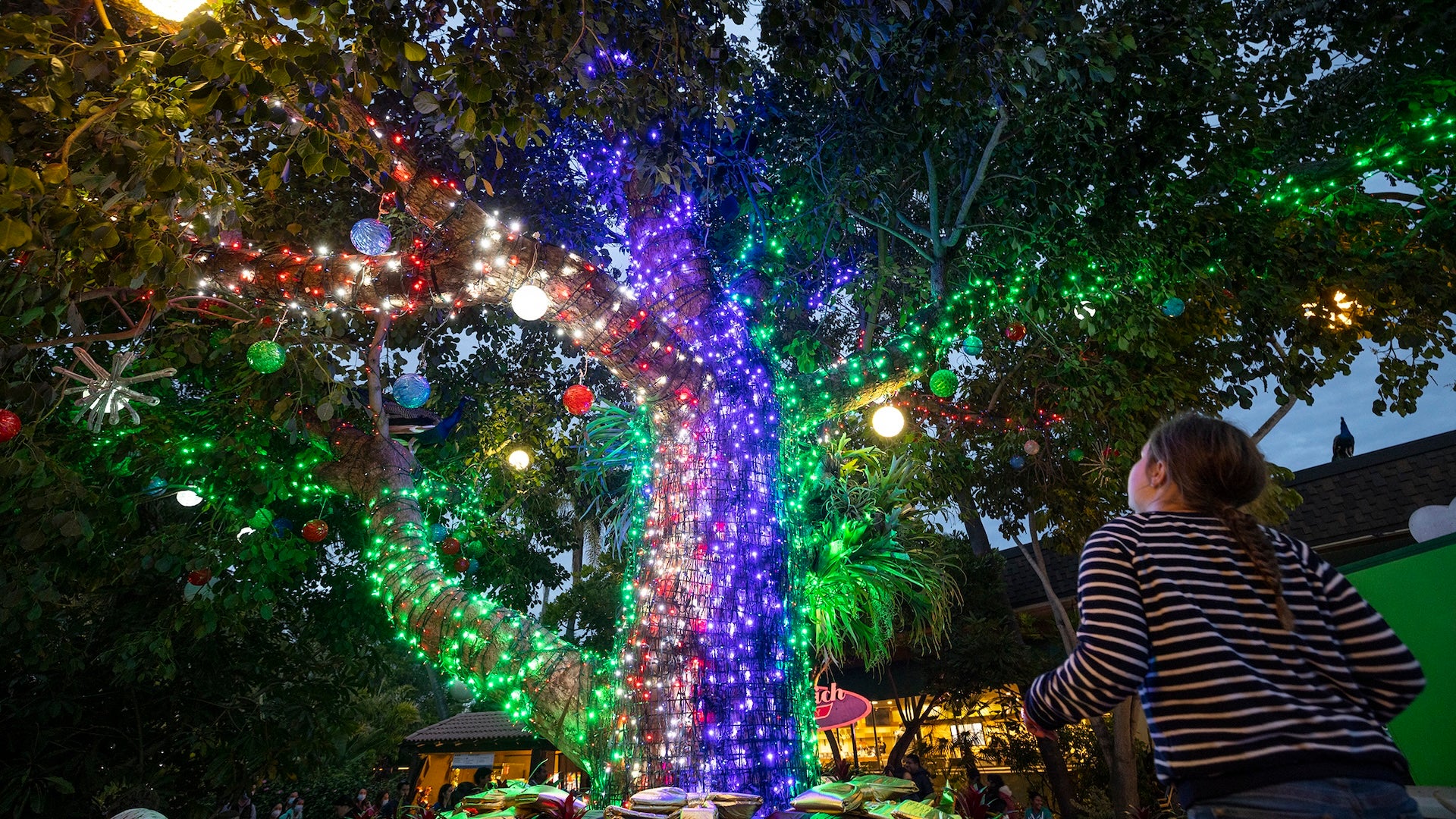 a girl looking up at a tree with lights