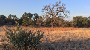 trees and grass in a state park