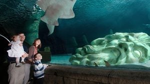 family staring out at an aquarium with a statue