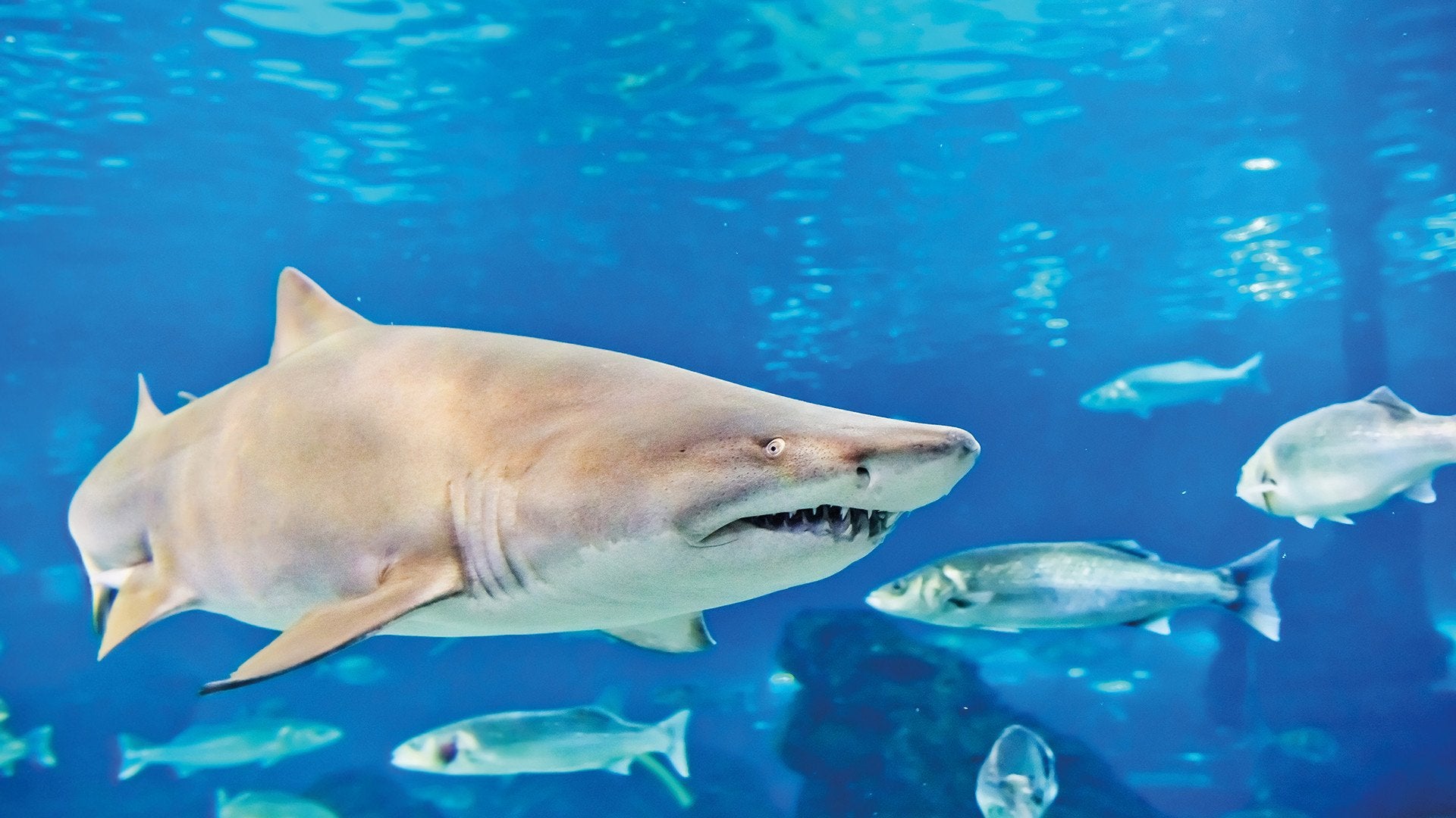 zebra shark in an aquarium