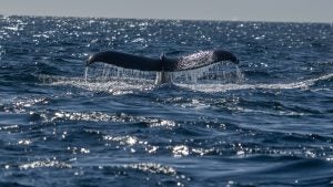 A Humpback Whale Tail in the ocean