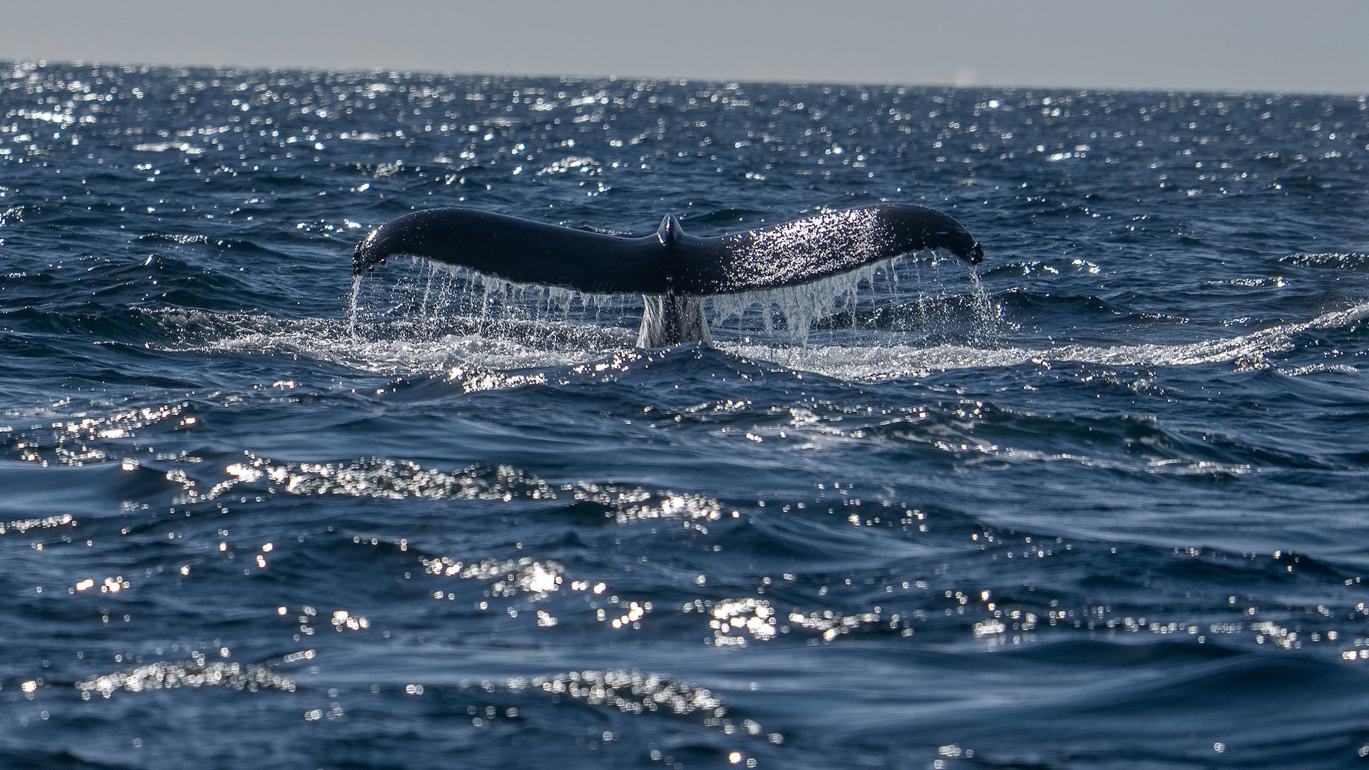 A Humpback Whale Tail in the ocean