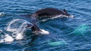 Two Humpback whales in the ocean