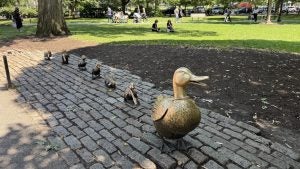 Bronze statues of a mama duck and her babies at the Boston Common