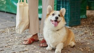 happy dog with owner holding a shopping bag