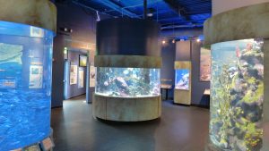 aquarium columns with different sea creatures and fish