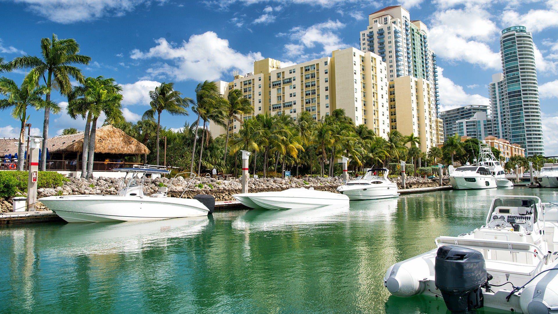 boats docked on the harbor, palm trees at buildings at the back