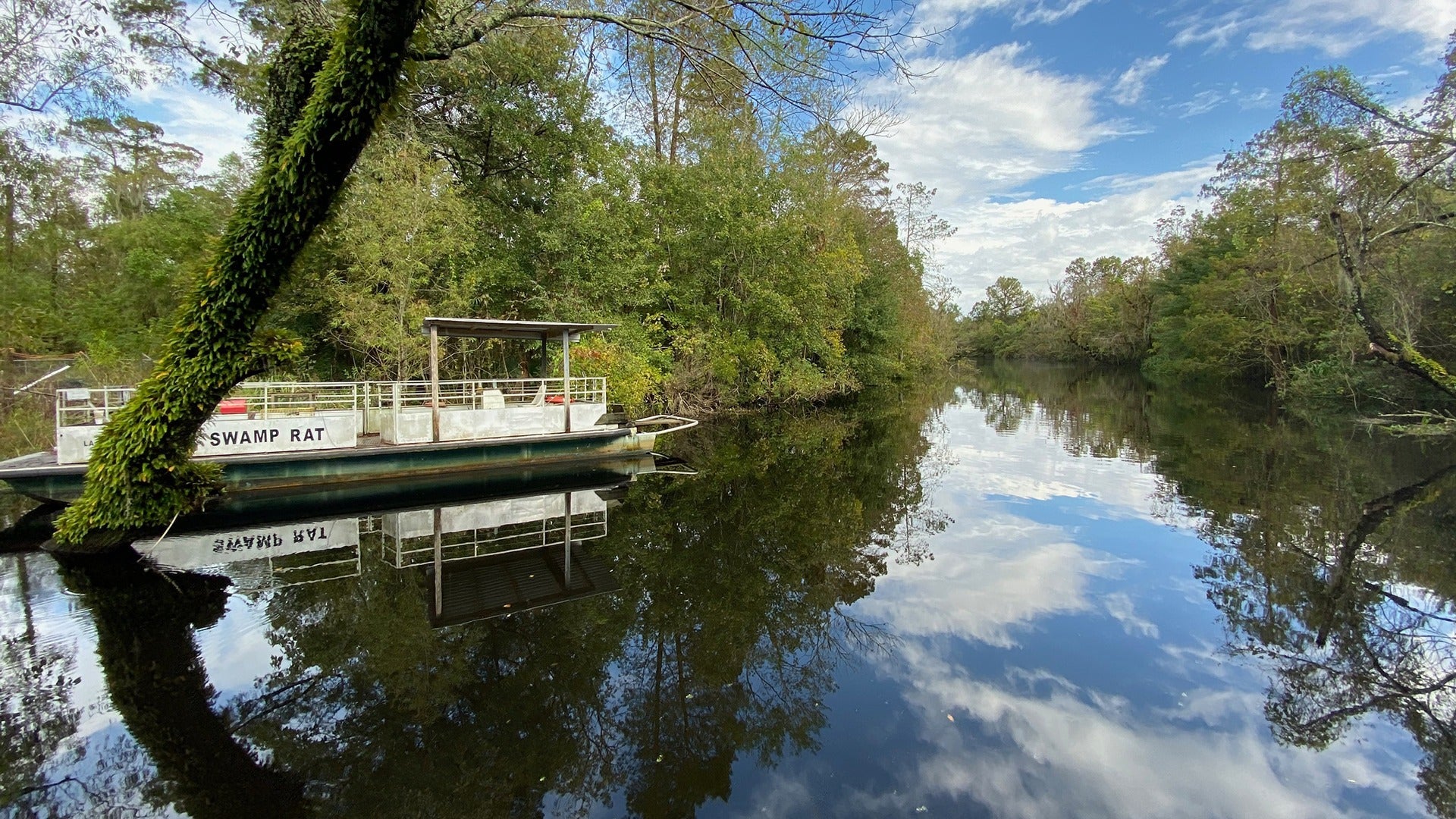 a swamp surrounded by trees with a boat for touring