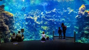 people in an aquarium staring at the fish and marine life