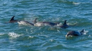 dophins swimming in the ocean