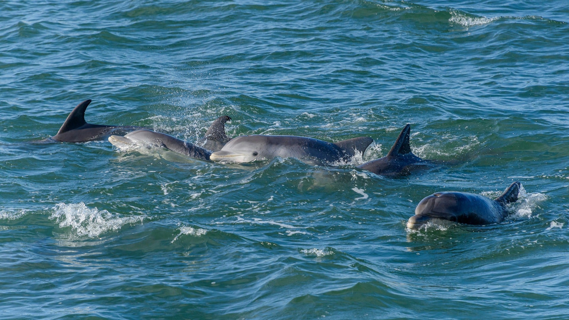 dophins swimming in the ocean
