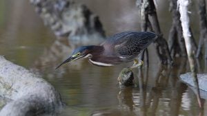 a bird perched on a rock in a river