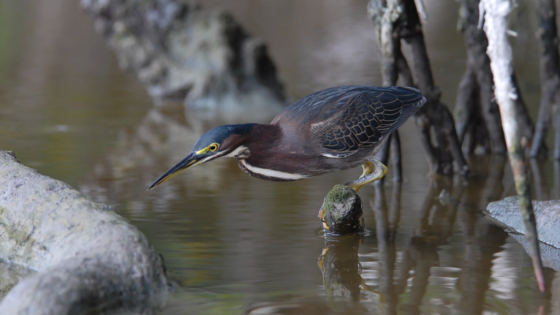 a bird perched on a rock in a river