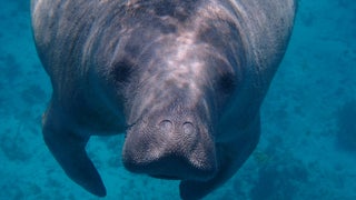 a manatee in the ocean