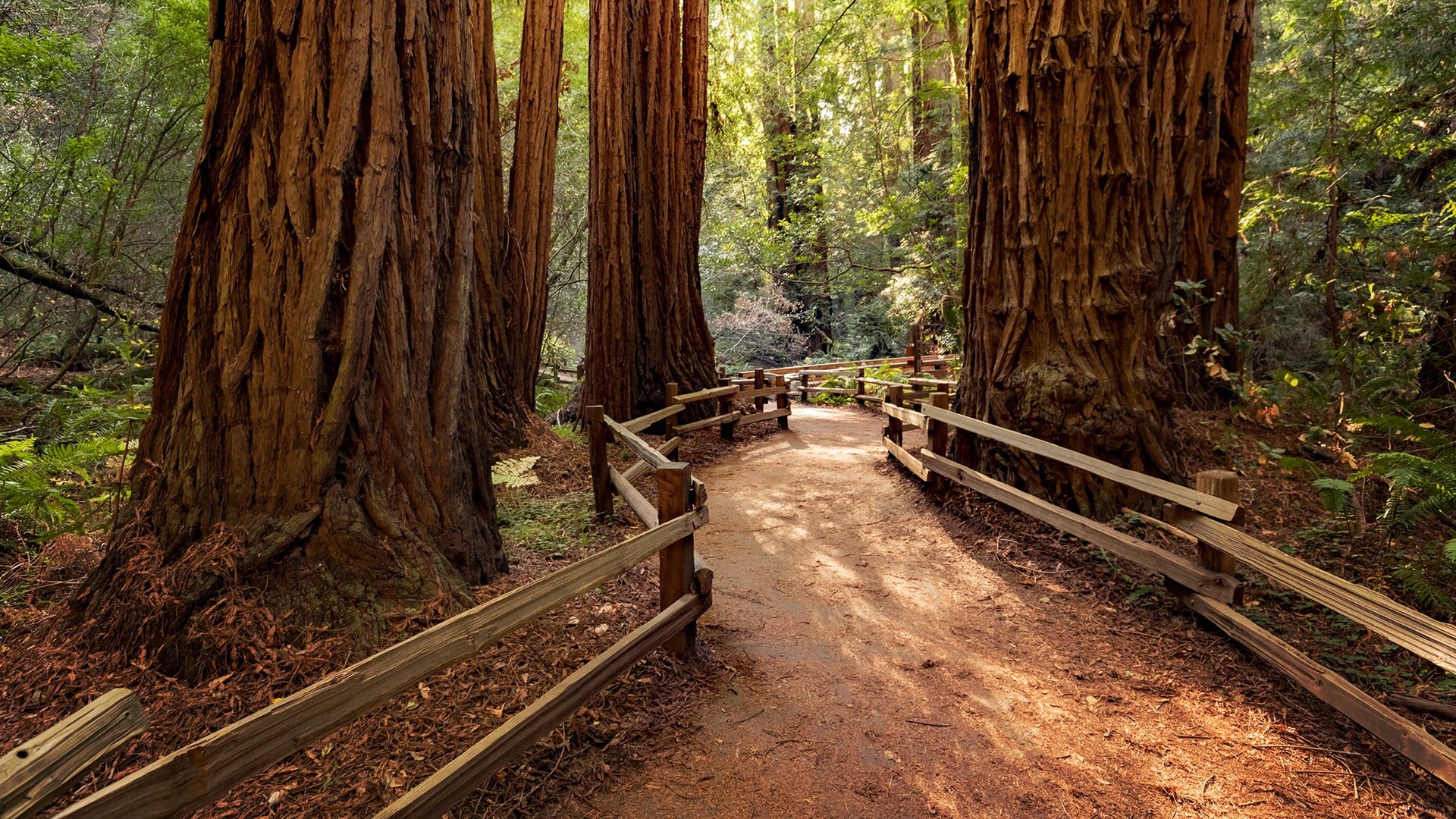 a forest with a trail and wooden railing