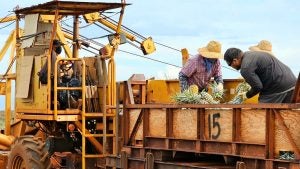 people harvesting pineapples aboard a tractor