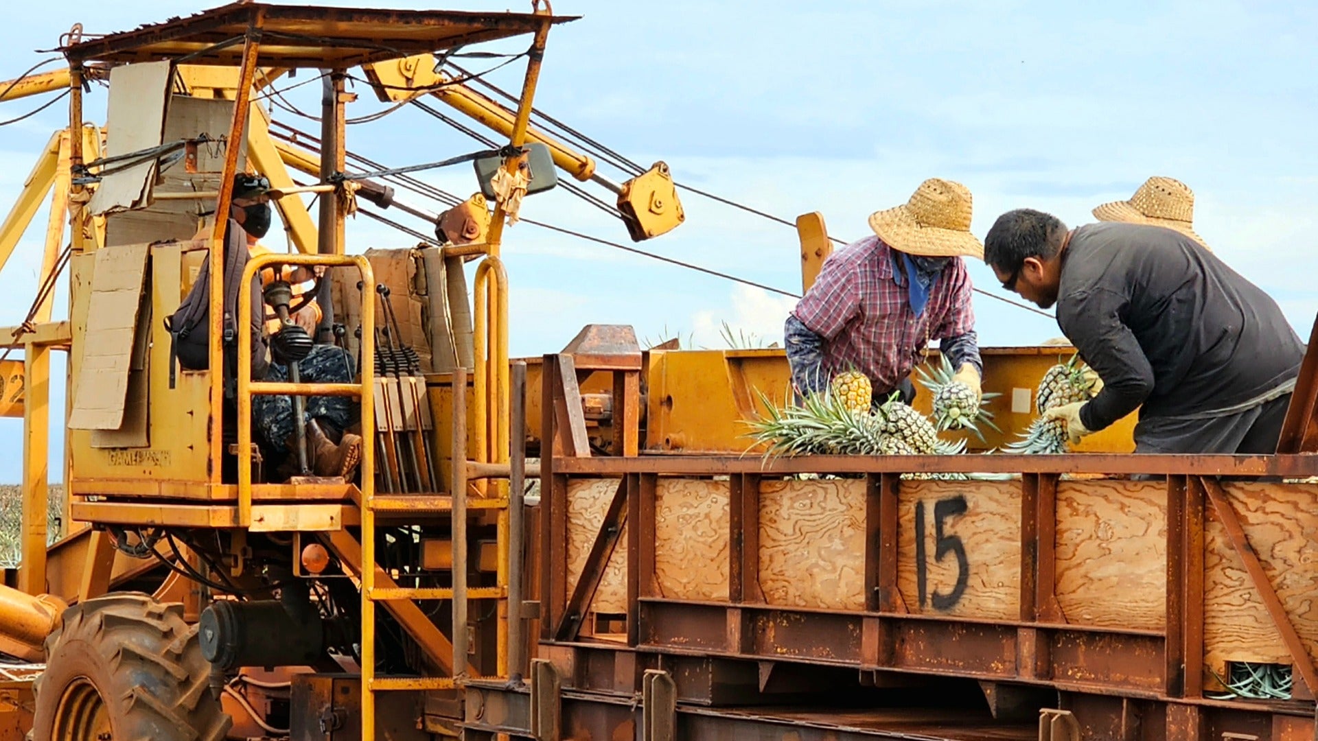 people harvesting pineapples aboard a tractor